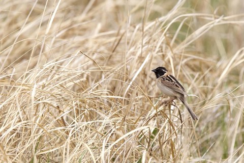 Japanese Reed Bunting (Emberiza yessoensis continentalis) male, Dornod-Aimag, Mongolia