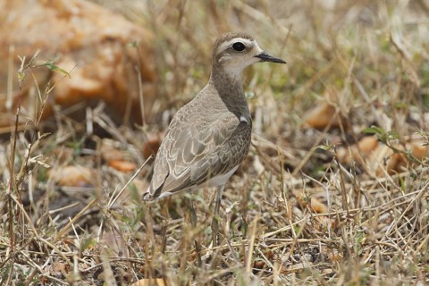 Caspian Plover (Charadrius asiaticus), Masai Mara, Kenya