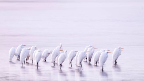Great White Egret (Ardea alba) many birds are standing in the shallow water zone of a lake in front
