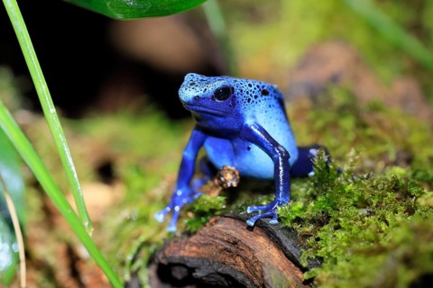 Blue poison dart frog (Dendrobates tinctorius), Blue poison dart frog, adult, alert, South America