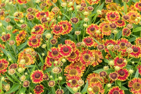 Sunflower (Helenium 'Bandora'), RHS Garden Bridgewater, Great Britain