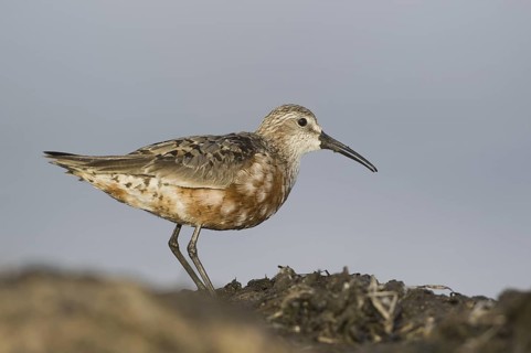 Curlew Sandpiper (Calidris ferruginea), Mecklenburg-Western Pomerania, Germany