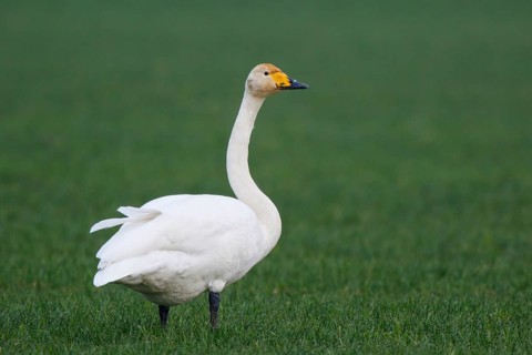 Whooper Swan (Cygnus cygnus), North Rhine-Westphalia, Germany