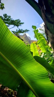 Light shines through a large green banana leaf (Musa) rising into a blue sky with palm trees, hike
