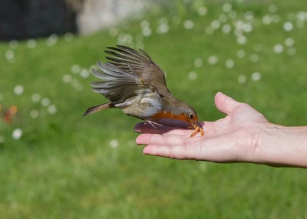 European Robin (Erithacus rubecula) feeding on mealworms from hand, Wales, United Kingdom
