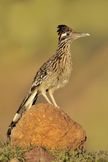 Greater Roadrunner (Geococcyx californianus), Arizona, USA