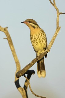 Spiny-cheeked Honeyeater (Acanthagenys rufogularis), South Australia, Australia