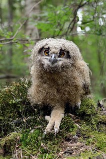 Eurasian Eagle-Owl (Bubo bubo) juvenile, North Rhine-Westphalia, Germany
