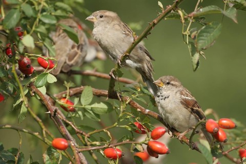 House sparrow (Passer domesticus) in a rose hip bush (Rosa canina), Allgäu, Bavaria, Germany