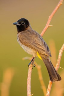 Yellow-vented Bulbul, Yellow-eyed Bulbul, White-eyed Bulbul, White-spectacled Bulbul, (Pycnonotus