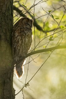 Tawny Owl (Strix aluco) perched on a branch, North Rhine-Westphalia, Germany