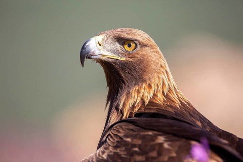 Golden Eagle (Aquila chrysaetos), Madrid, Spain