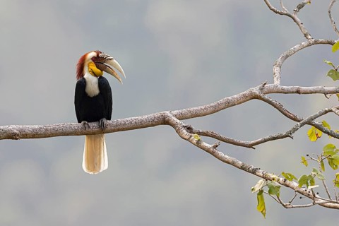 Wreathed Hornbill (Rhyticeros undulatus) male, perched on a branch, Yunnan, China