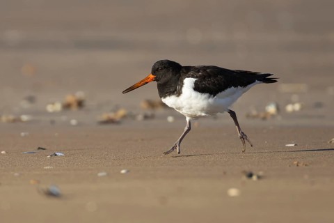 Eurasian oystercatcher (Haematopus ostralegus) adult wading bird on a beach, Norfolk, England,