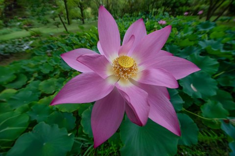 Lotus in a garden