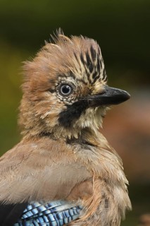Eurasian Jay (Garrulus glandarius), Utrecht, Netherlands