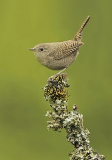 House Wren (Troglodytes aedon), British Columbia, Canada
