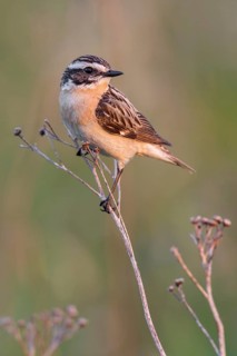 Whinchat (Saxicola rubetra) male perched on a meadow plant, Poland