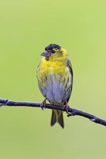 Siskin, (Carduelis spinu), animals, birds, siskin, subfamily of goldfinches, Varanger Bird Park,