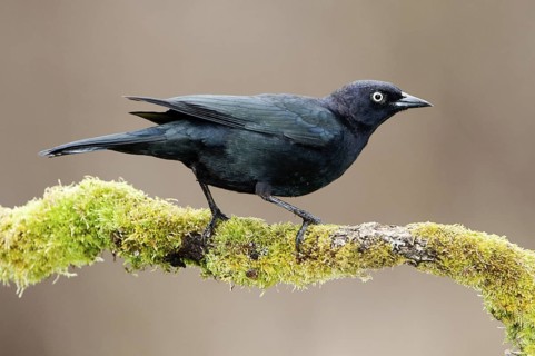 Brewer's Blackbird (Euphagus cyanocephalus), British Columbia, Canada