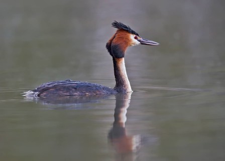 Great Crested Grebe (Podiceps cristatus), Bavaria, Germany