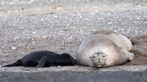 Southern elephant seal (Mirounga leonina), female with newborn young resting on a pebble beach,