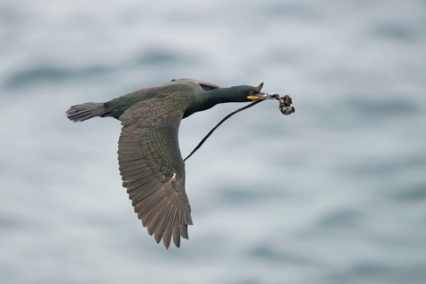 European Shag (Phalacrocorax aristotelis) carrying nesting material in flight, Norway