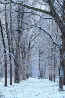 Section of the lime tree avenue (Tilia) Pieschener Allee in the snow in the morning, Ostragehege,