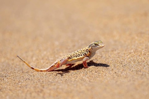Shovel-nosed lizard (Meroles anchietae), in the sand, stretching its legs in the air to cool off,