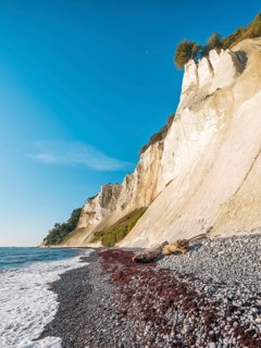 Pebble beach with flints, seaweed and driftwood on the chalk cliffs of Møns Klint on the Baltic
