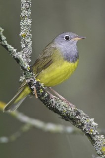 Connecticut Warbler (Oporornis agilis), Manitoba, Canada