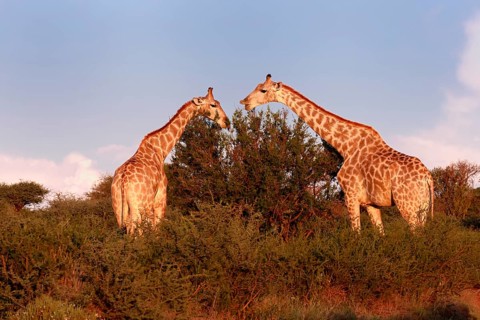 Cape giraffe (Giraffa camelopardalis giraffa), adult, two, foraging, feeding, Mokala National Park,