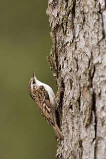 Short-toed Treecreeper (Certhia brachydactyla), St. Gallen, Switzerland