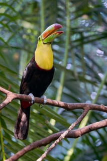 Fishing toucan (Ramphastos sulfuratus) Costa Rica
