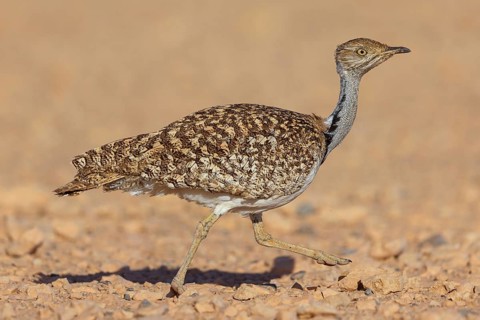 Sahara Houbara Bustard, (Chlamydotis undulata fuerteventurae, Europe, Spain, Canary Islands,
