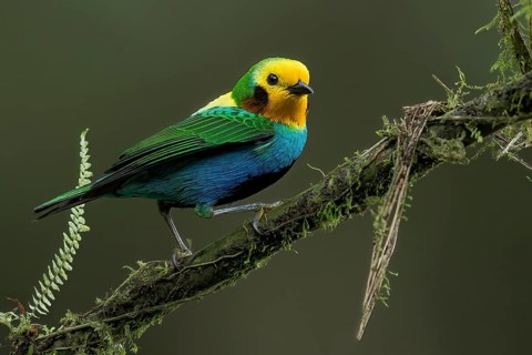 Multicolored Tanager (Chlorochrysa nitidissima) perched on a branch in Colombia, South America