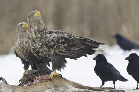 White-tailed Eagle (Haliaeetus albicilla), Lower Saxony, Germany