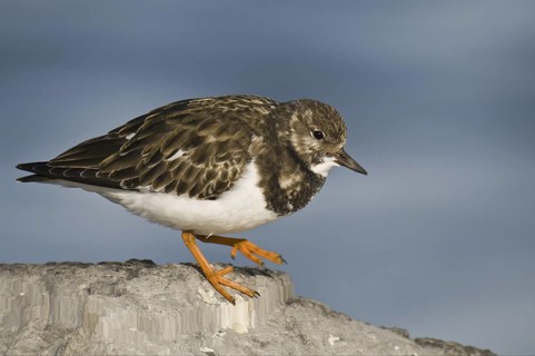 Ruddy Turnstone (Arenaria interpres), New Jersey, USA