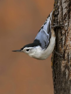 White-breasted Nuthatch (Sitta carolinensis) climbs down a tree, Saskatchewan, Canada