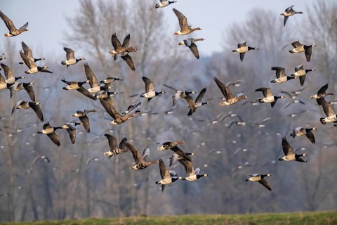 Bislicher Insel, nature reserve on the Rhine, Altrheinarm, near Xanten, Lower Rhine, Wesel