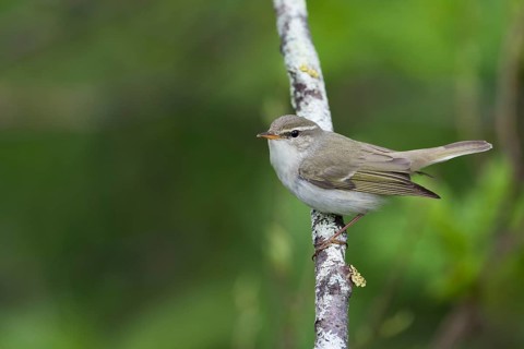 Arctic Warbler - Wanderlaubsänger - Phylloscopus borealis. Russia (Ural)