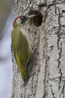 European Green Woodpecker (Picus viridis), Saxony, Germany