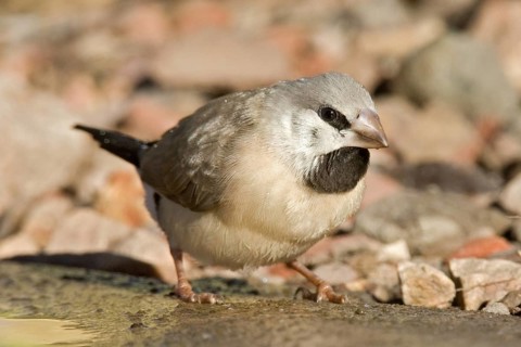 Long-tailed Finch (Poephila acuticauda) juvenile, Kimberley, Western Australia, Australia