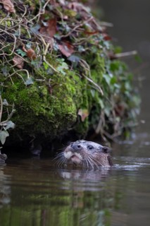 Eurasian otter (Lutra lutra) adult animal in a river, England, United Kingdom