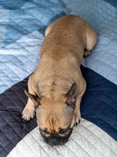 Adorable French Bulldog peacefully napping on a blue and black quilted blanket in the bed. The cozy