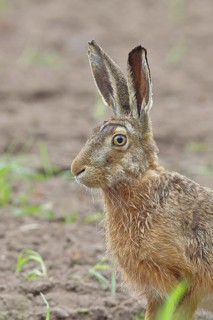 European hare (Lepus europaeus) sitting in a field, animal portrait, North Rhine-Westphalia,