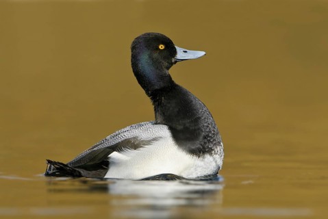 Lesser Scaup (Aythya affinis) male, Texas, USA