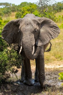 A majestic elephant takes a refreshing mud bath in the vibrant savannah of Masai Mara, Kenya. This