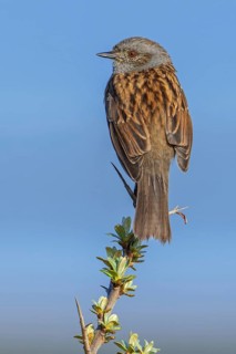 Dunnock, hedge accentor (Prunella modularis, Motacilla modularis) perched in shrub in spring