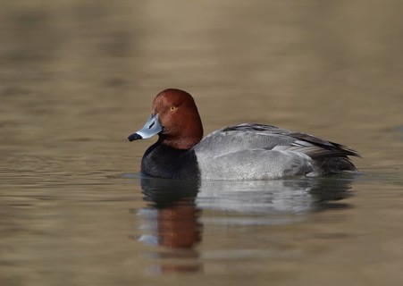 Redhead (Aythya americana) male, Ohio, USA